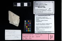 NHMW-GEO-2007z0149-0393_Ol_02.tifDiscutiolira moesica (Muţiu & Bădăluţă, 1971)  (NHMW-GEO-2007z0149-0393)